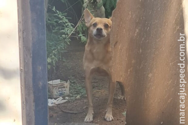 Após morte de dono, Polícia resgata cães abandonados em residência de Corumbá Após morte de dono, Polícia resgata cães abandonados em residência de Corumbá