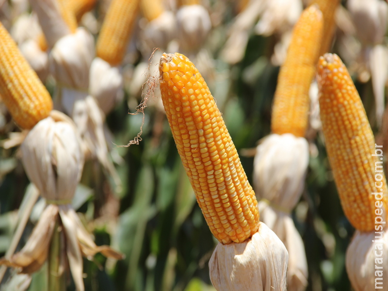 Área plantada do milho 21/22 apresenta retração de 12,6% em MS, aponta Siga Área plantada do milho 21/22 apresenta retração de 12,6% em MS, aponta Siga