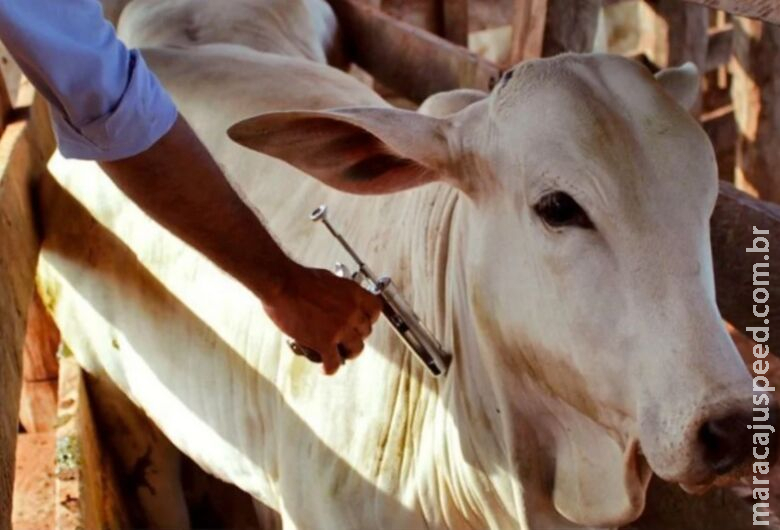 Calendário da vacinação contra aftosa será invertido em Mato Grosso do Sul