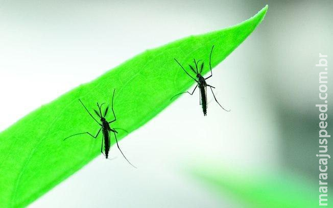 Casos suspeitos de Zika nos primeiros meses do ano já são metade dos registrados em 2021 Casos suspeitos de Zika nos primeiros meses do ano já são metade dos registrados em 2021