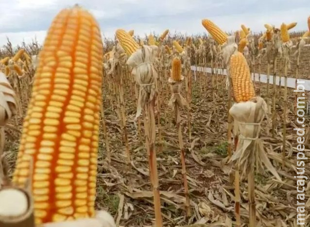 Disparada no preço dos fertilizantes deve diminuir lucro com milho em MS Disparada no preço dos fertilizantes deve diminuir lucro com milho em MS