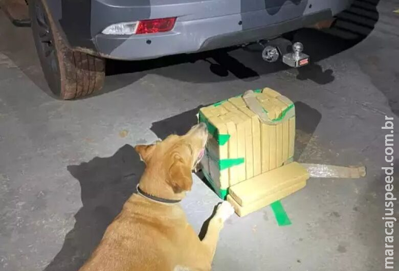 Flagrada por cão farejador, passageira de ônibus é presa com maconha Flagrada por cão farejador, passageira de ônibus é presa com maconha