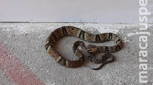Idosa aciona polícia após encontrar serpente na casinha do cachorro Idosa aciona polícia após encontrar serpente na casinha do cachorro