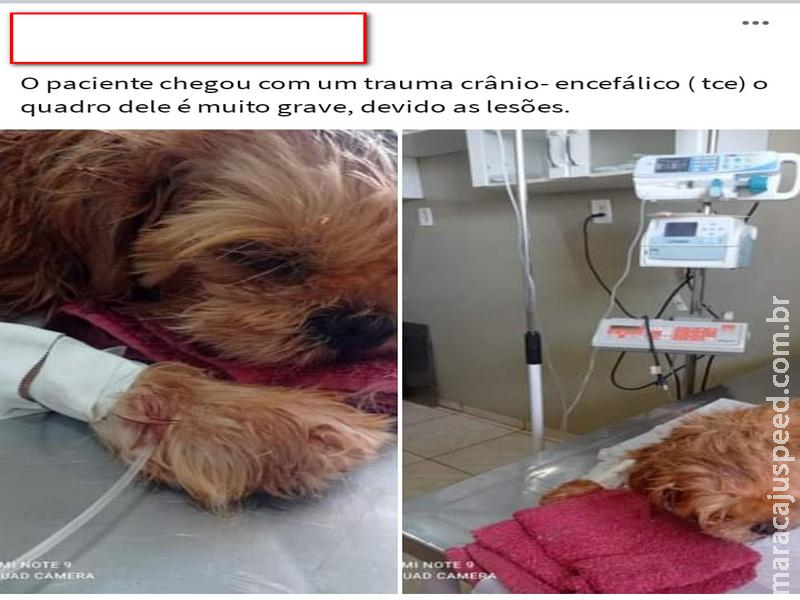 Maracaju: Polícia Militar é acionada para atender ocorrência onde homem teria arremessado cachorro contra muro, causando traumas graves no animal Maracaju: Polícia Militar é acionada para atender ocorrência onde homem teria arremessado cachorro contra muro, causando traumas graves no animal