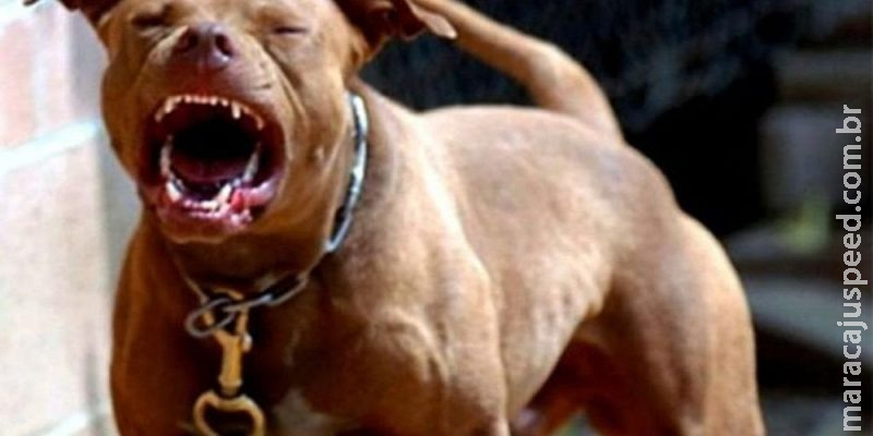 Mulher é atacada e arrastada por pitbull em elevador Mulher é atacada e arrastada por pitbull em elevador