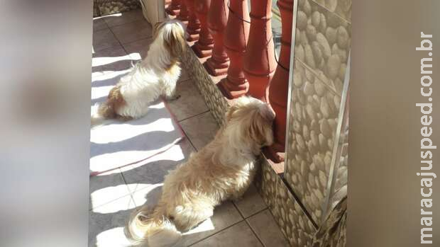 Mulher invade residência para roubar cachorro, mas é flagrada pelas câmeras no Jardim Seminário Mulher invade residência para roubar cachorro, mas é flagrada pelas câmeras no Jardim Seminário