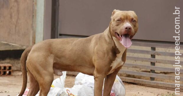 Pitbull em ataque de fúria mata dois cachorros pequenos no Jardim Anache Pitbull em ataque de fúria mata dois cachorros pequenos no Jardim Anache