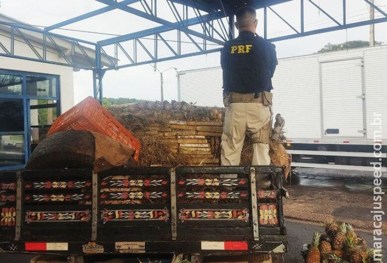 Polícia encontra mais de 600kg de drogas sob carregamento de abacaxi Polícia encontra mais de 600kg de drogas sob carregamento de abacaxi