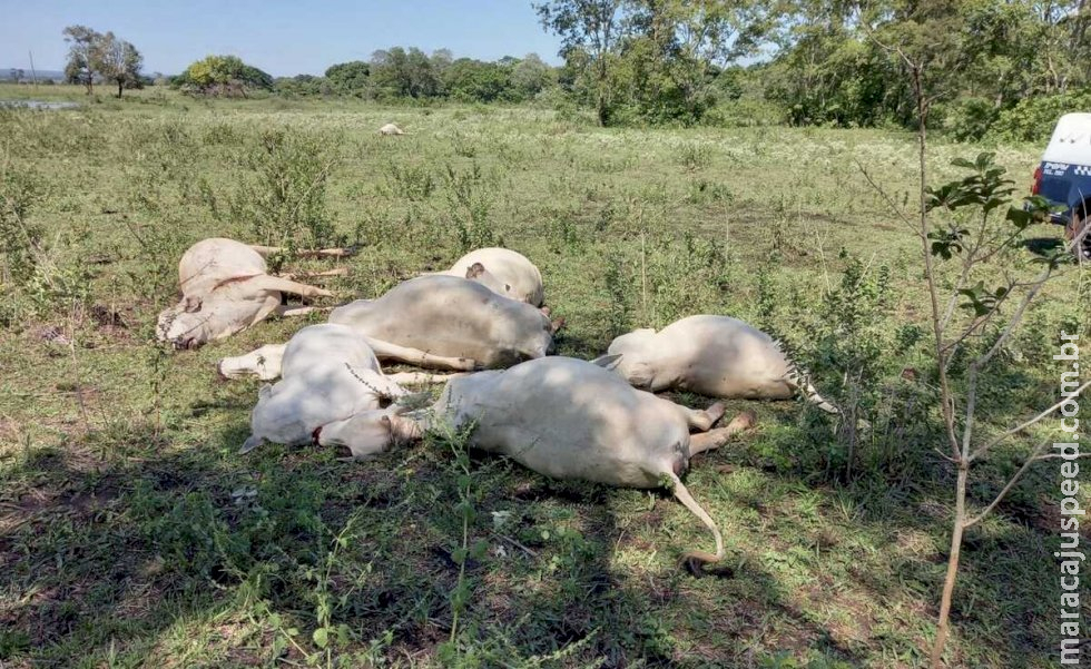 Polícia investiga morte de 10 vacas em fazenda de MS 