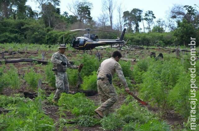 Primeiro dia de nova operação destrói 109 toneladas de maconha na fronteira Primeiro dia de nova operação destrói 109 toneladas de maconha na fronteira