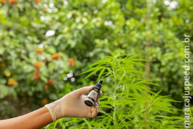 Audiência Pública vai discutir necessidade de democratizar o acesso à Cannabis Medicinal Audiência Pública vai discutir necessidade de democratizar o acesso à Cannabis Medicinal