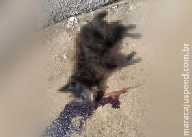 Cachorrinha é estrangulada e morta após discussão entre vizinhos em Goiás Cachorrinha é estrangulada e morta após discussão entre vizinhos em Goiás