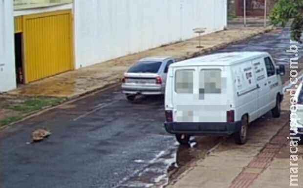 Cachorro é arrastado por carro na Nhanhá Cachorro é arrastado por carro na Nhanhá