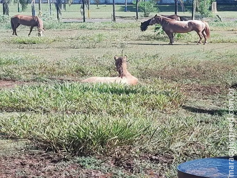 Homem é multado em R$ 500 por abandonar cavalo ferido em terreno baldio 