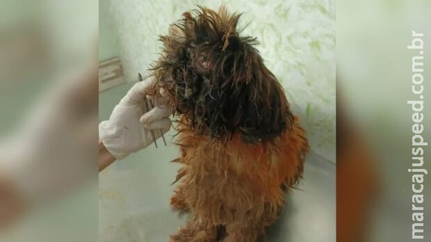 Mulher é presa por deixar cachorro infestado de larvas em Costa Rica Mulher é presa por deixar cachorro infestado de larvas em Costa Rica