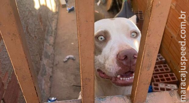 Pitbull adotado por família ataca três irmãs no Distrito Federal Pitbull adotado por família ataca três irmãs no Distrito Federal