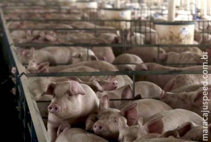 Suinocultura Sul-mato-grossense apresenta crescimento de 16,5% em momento desafiador Suinocultura Sul-mato-grossense apresenta crescimento de 16,5% em momento desafiador