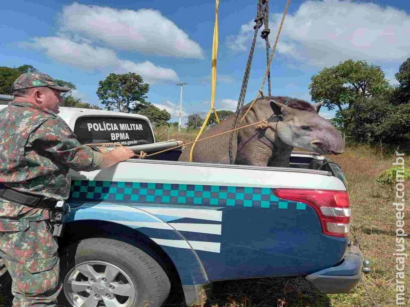 Anta de mais de 300 kg encontrada ferida em rodovia de MS é resgatada Anta de mais de 300 kg encontrada ferida em rodovia de MS é resgatada
