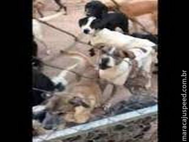 Cães e gatos mortos são encontrados armazenados em freezer no DF Cães e gatos mortos são encontrados armazenados em freezer no DF