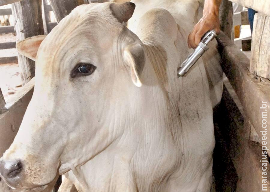 Campanha contra aftosa em animais jovens segue até o dia 31 de maio em MS Campanha contra aftosa em animais jovens segue até o dia 31 de maio em MS