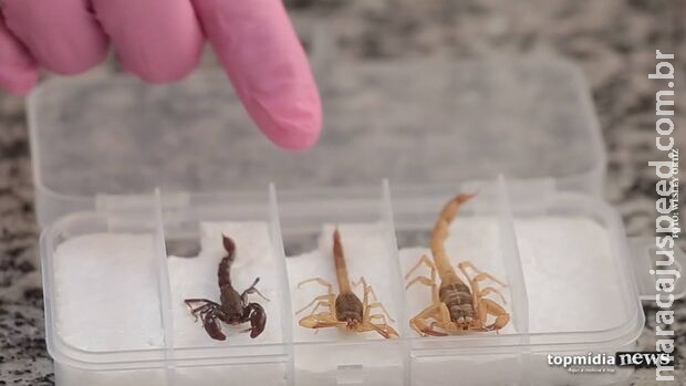 Criança é picada por escorpião e morre em Paranaíba