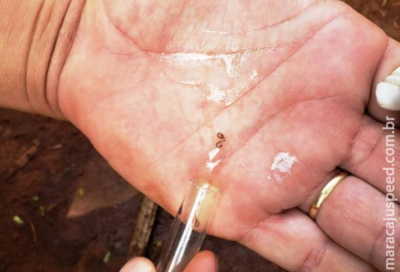 Dourados registra primeiros casos de Chikungunya e notificações crescem em MS Dourados registra primeiros casos de Chikungunya e notificações crescem em MS