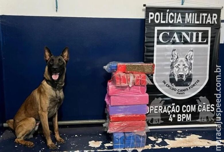 Equipe do Canil apreende 40 quilos de maconha em rodovia Equipe do Canil apreende 40 quilos de maconha em rodovia