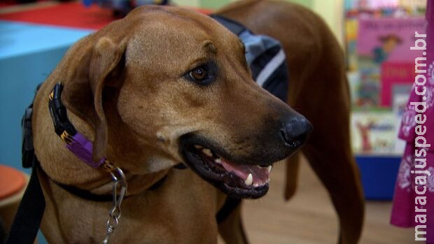Feira de adoção de cães e gatos acontece neste sábado em Campo Grande Feira de adoção de cães e gatos acontece neste sábado em Campo Grande