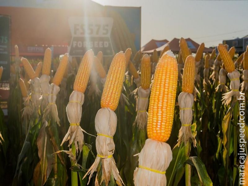 Forseed apresenta seus novos híbridos de milho premium no Showtec Maracaju 2022 Forseed apresenta seus novos híbridos de milho premium no Showtec Maracaju 2022