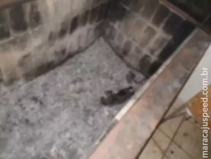Gatos são incinerados em churrasqueira e vira caso de polícia Gatos são incinerados em churrasqueira e vira caso de polícia