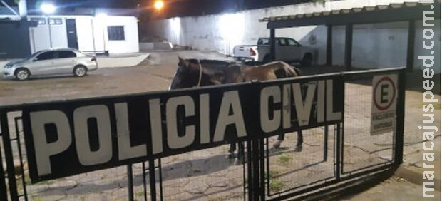 Homem tem cavalo e carroça furtados ao visitar esposa em hospital de Corumbá Homem tem cavalo e carroça furtados ao visitar esposa em hospital de Corumbá