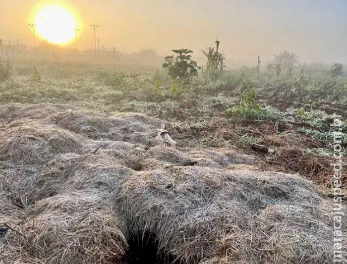 Mato Grosso do Sul registra mínima de 1,6 grau e geadas atingem 12 municípios Mato Grosso do Sul registra mínima de 1,6 grau e geadas atingem 12 municípios