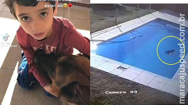 Menino de 5 anos pula em piscina e resgata cãozinho no frio de 5°C Menino de 5 anos pula em piscina e resgata cãozinho no frio de 5°C