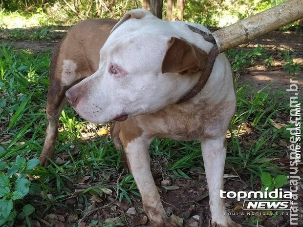 Mulher e cachorro são atacados por Pitbull em Dourados