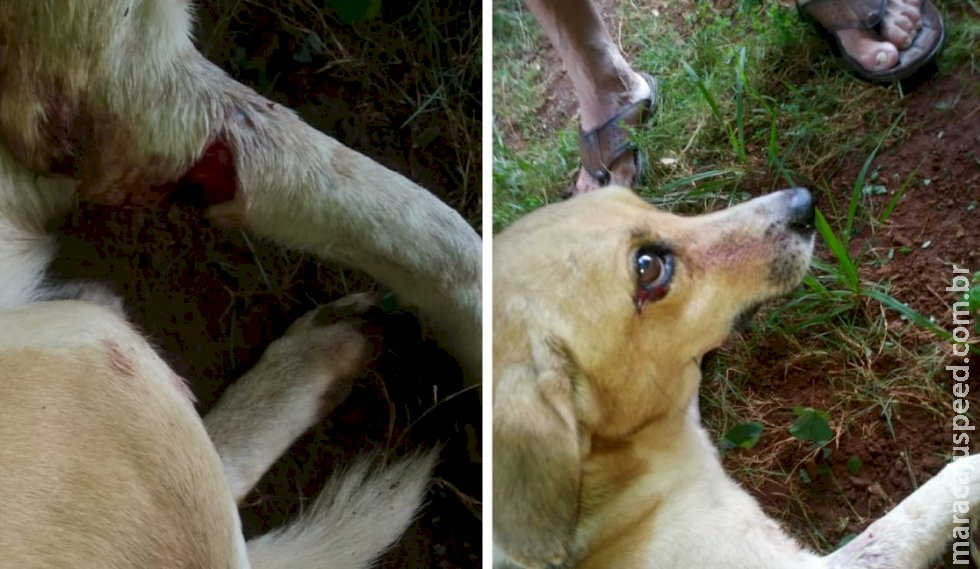 Mulher esfaqueia Pitbull após ver seu cachorro sendo atacado em bairro de Campo Grande Mulher esfaqueia Pitbull após ver seu cachorro sendo atacado em bairro de Campo Grande