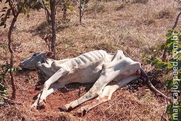 PMA autua paulista em R$ 3 mil por deixar gado sem alimento e água em fazenda de MS