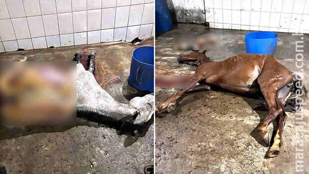 Polícia encontra abatedouro que vendia carne de cavalo como sendo de boi em MG Polícia encontra abatedouro que vendia carne de cavalo como sendo de boi em MG