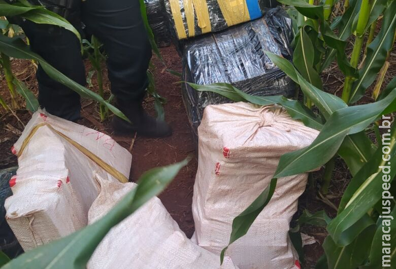 Polícia encontra mais de meia tonelada de maconha em milharal Polícia encontra mais de meia tonelada de maconha em milharal