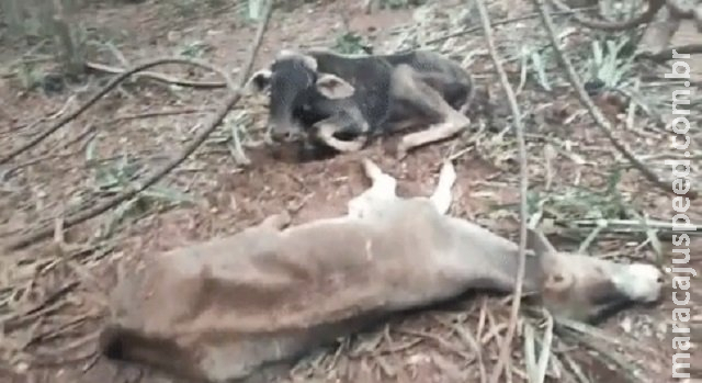 Produtor rural é multado em R$ 330 mil por deixar centenas de animais desnutridos