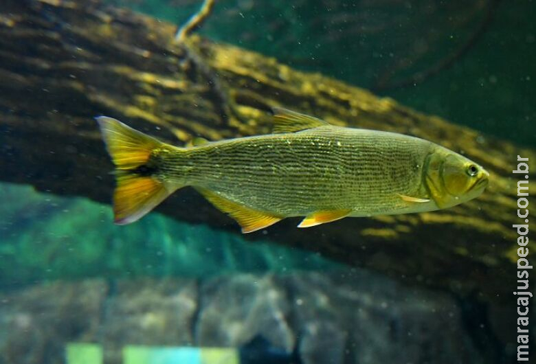 Reprodução de peixes no Bioparque Pantanal poderá repovoar rios Reprodução de peixes no Bioparque Pantanal poderá repovoar rios