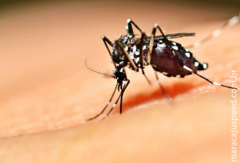 Brasil ultrapassa 500 mortes por dengue em 2022 Brasil ultrapassa 500 mortes por dengue em 2022
