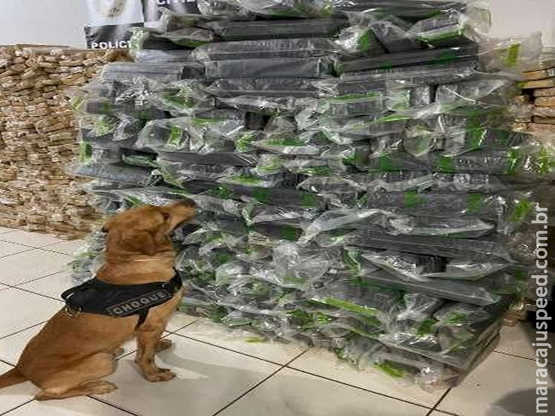 Cão fareja 537 kg de maconha avaliados em R$ 885 mil em caminhão de mudança Cão fareja 537 kg de maconha avaliados em R$ 885 mil em caminhão de mudança