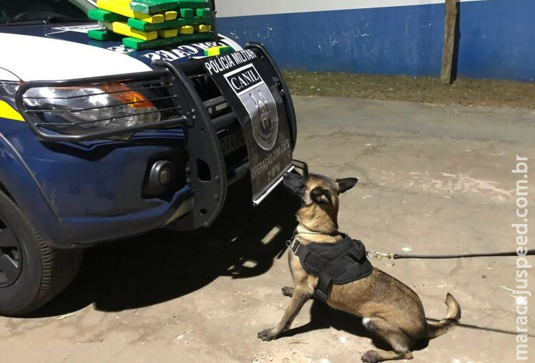 Com ajuda de cão farejador, polícia acha maconha que saiu de Dourados Com ajuda de cão farejador, polícia acha maconha que saiu de Dourados