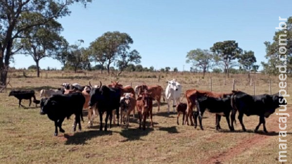 Desviadas por funcionário de fazenda, polícia recupera 13 cabeças de gado em MS Desviadas por funcionário de fazenda, polícia recupera 13 cabeças de gado em MS