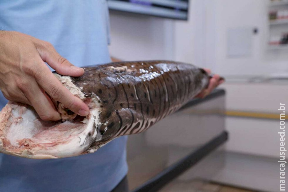Inclusão de pintado em lista de extinção é Inclusão de pintado em lista de extinção é