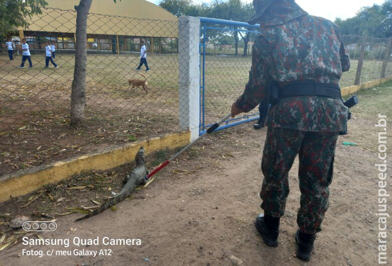 Jacaré é capturado no portão de escola durante período de aula 