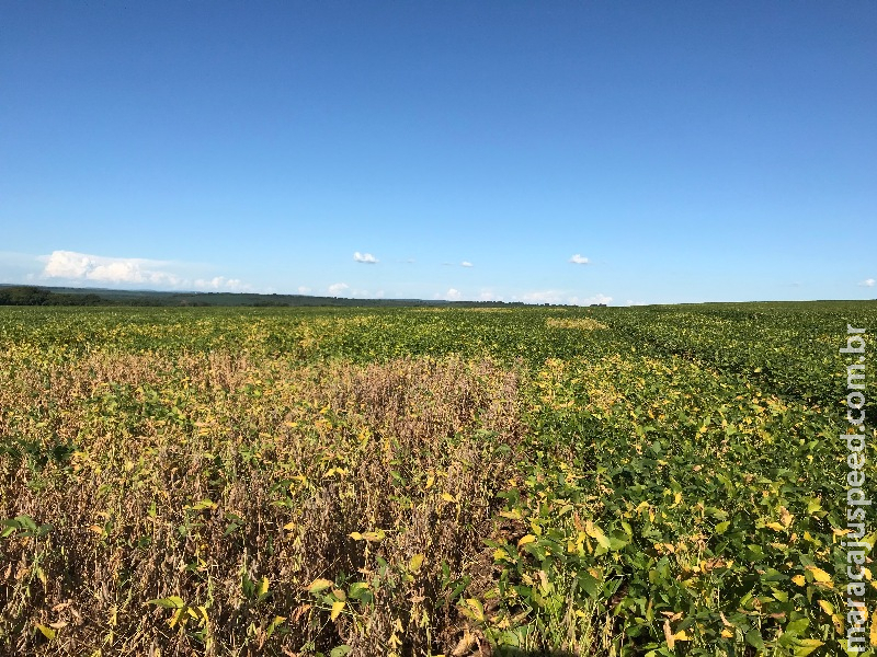 Maracaju: Pesquisa da Fundação MS demonstra o papel da agricultura irrigada frente às oscilações do clima