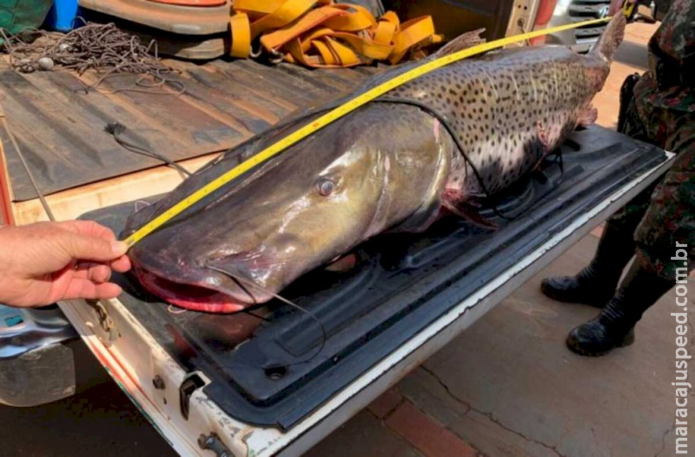Ministério do Meio Ambiente inclui pintado em lista de peixes ameaçados de extinção Ministério do Meio Ambiente inclui pintado em lista de peixes ameaçados de extinção