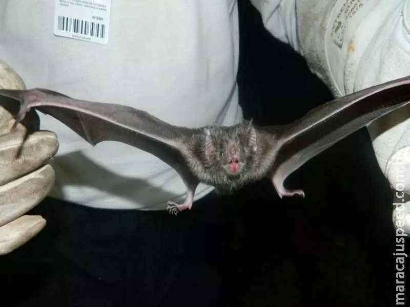 Morcego infectado com raiva é encontrado no Centro de Campo Grande e CCZ faz ‘ação de bloqueio’