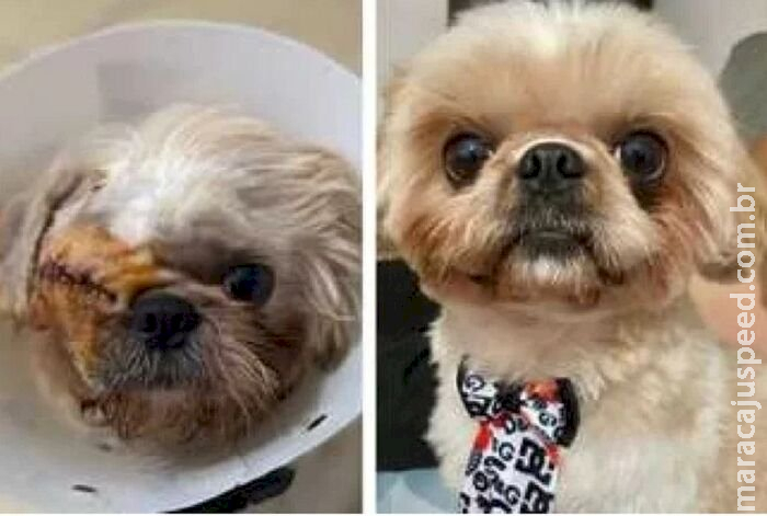 Mulher deixa cãozinho no pet shop e ele volta sem o olho em MG Mulher deixa cãozinho no pet shop e ele volta sem o olho em MG